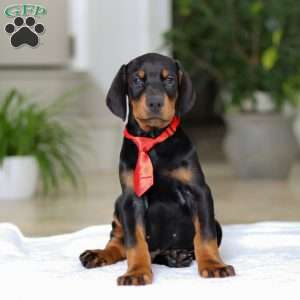 Maverick, Doberman Pinscher Puppy